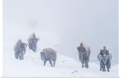 Snow Covered Herd Of American Bison In Yellowstone National Park In Winter, Wyoming