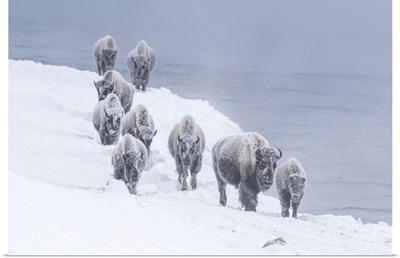 Snow Covered Herd Of American Bison, Yellowstone National Park In Winter, Wyoming