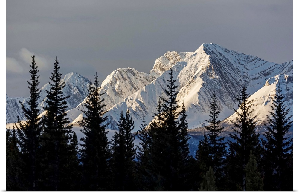 Snow covered mountains with early morning light, silhouetted forest in the foreground; Kananaskis Country, Alberta, Canada