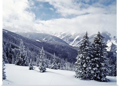 Snow Covered Pine Trees On Mountain, Aspen, Colorado