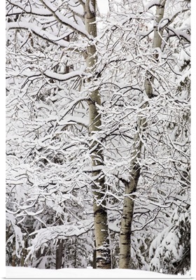 Snow Covered Trees, Kananaskis Country, Alberta, Canada