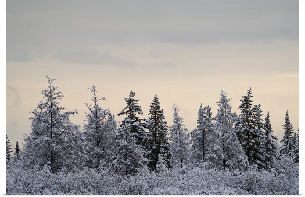 Snow-covered trees on a cold morning, near Churchill, Manitoba, Churchill, Manitoba, Canada
