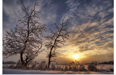Snow Covered Trees Silhouetted By Sunrise On The Alberta Prairies, Canada