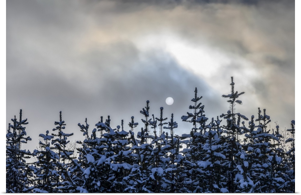 Snow covers the tops of coniferous trees and the clouds obscure the full moon; British Columbia, Canada.