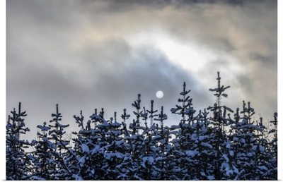 Snow Covers The Tops Of Trees And The Clouds Obscure Full Moon, British Columbia, Canada