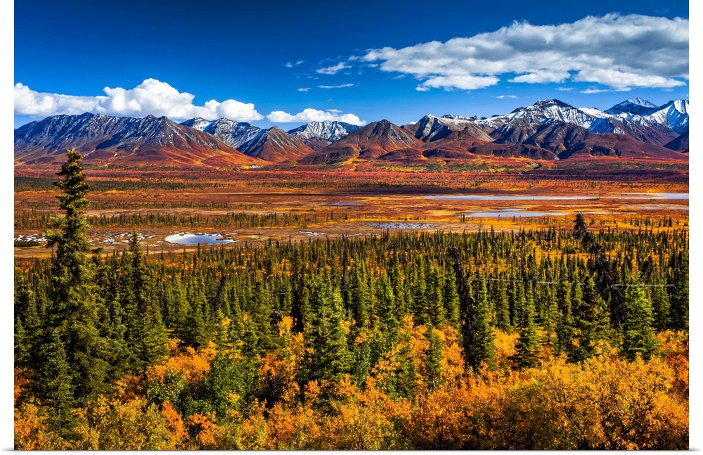 Snow dusted Chugach Mountains in vivid fall colours, South-central Alaska in autumn; Alaska, United States of America.