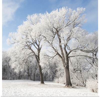Snow On The Ground And Trees, Winnipeg, Manitoba, Canada