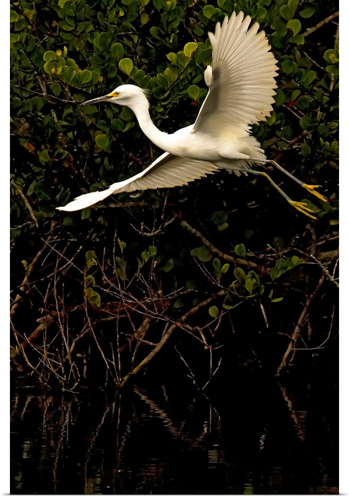 Snowy Egret, Florida, USA