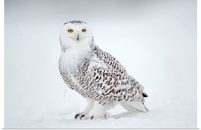 Snowy Owl on snow, Saint-Barthelemy, Quebec, Canada, Winter