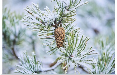 Snowy Scots Pine Cone Hanging On A Branch At Mt. Vapec, Slovakia