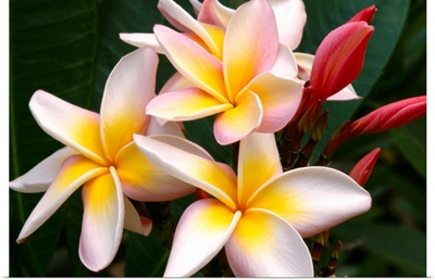 Soft Focus Of White Plumeria Flowers With Pale Yellow Centers