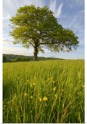 Solitary Oak Tree And Wildflowers In Field