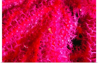 Solomon Islands, Bright Pink Soft Coral With Goby Atop