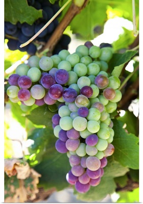 South Africa, Scenes At Constantia Vineyard, Cape Town, Grapes In Shape Of Africa