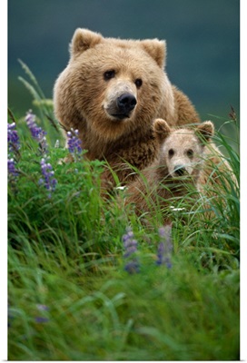 Sow Grizzly & Cubs in Grass Hallo Bay Katmai NP Alaska