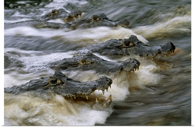 Speckled Caimans (Caiman Crocodilus) Swimming In Rushing River Water, Pantanal, Brazil