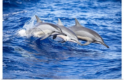Spinner Dolphins, Lanai, Lanai, Hawaii