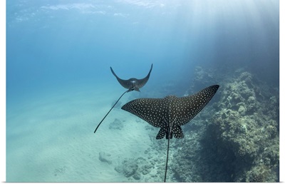 Spotted Eagle Rays Reach Over Six Feet In Wingspan And Are Related To Sharks, Hawaii