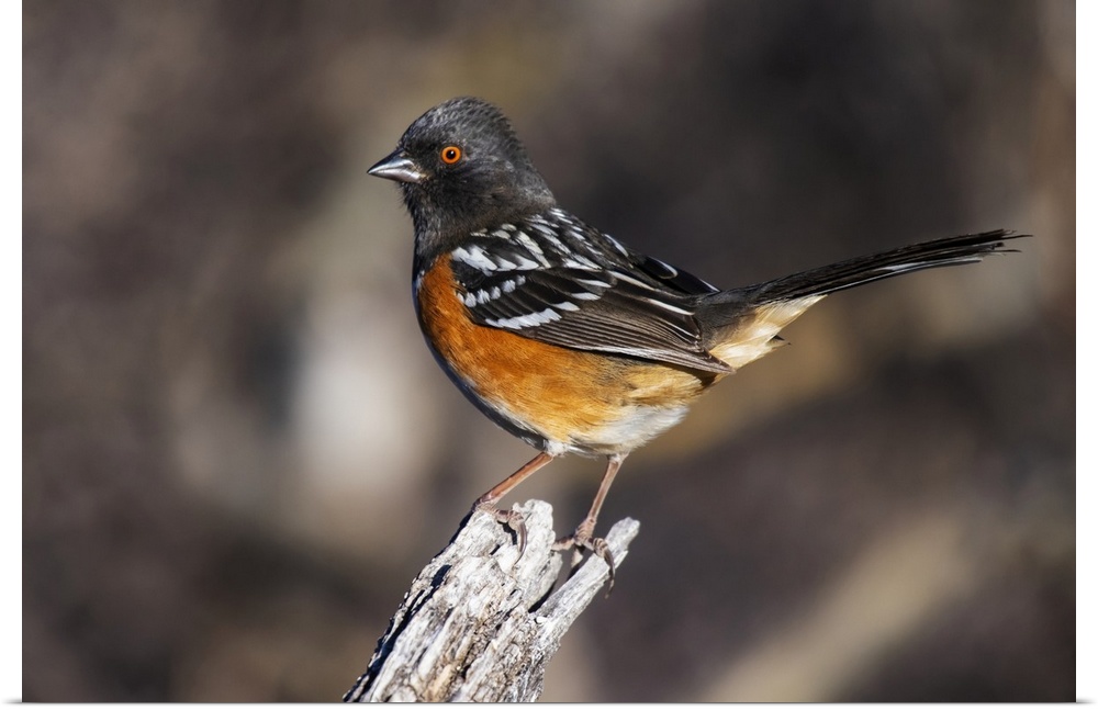 Spotted Towhee (Pipilo maculatus) perched on a stump in the foothills of the Chiricahua Mountains near Portal; Arizona, Un...