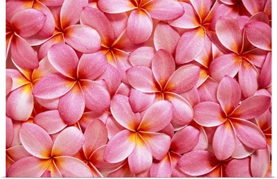 Spread Of Pink Plumeria Flowers Overlapping, Water Droplets