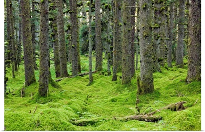 Spruce forest & moss near coast Kodiak Island Southwest Alaska