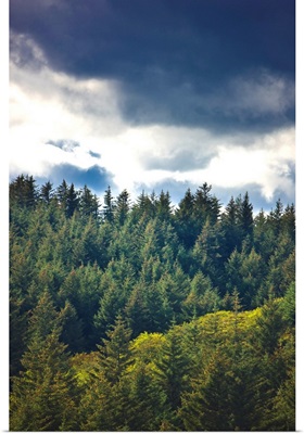 Spruce Tree forest, Chiniak Bay, Kodiak Island, Southwest Alaska, Fall