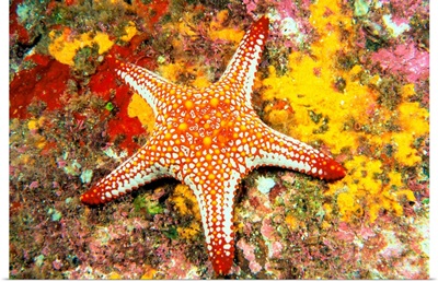 Starfish On Coral