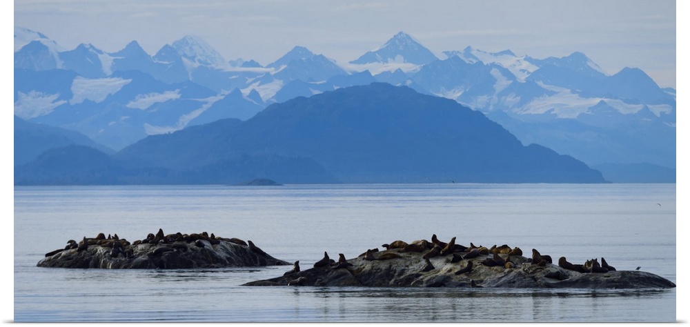 Steller sea lions (Eumetopias jubatus) gathered on islets just off South Marble Island in Glacier Bay National Park and Pr...