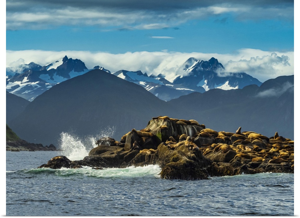 Stellers Sea Lions (Eumetopias jubatus) hauled out on rocky island Katmai National Park, Alaska, United States of America