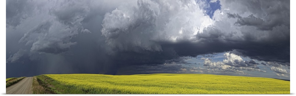 Panoramic of storm clouds gather over a sunlit canola field and country road; Alberta, Canada