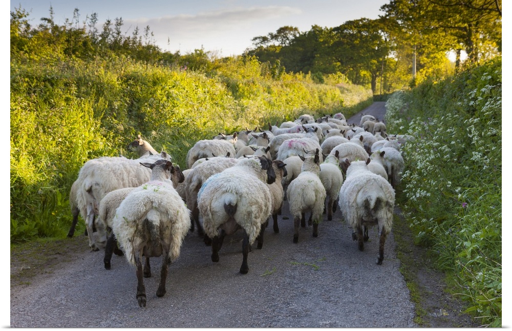 Stray sheep block a narrow country lane.