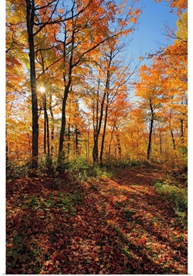 Sugar Maple Trees In Fall, Saint-Simon, Quebec, Canada