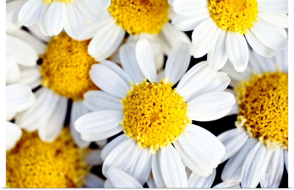 Close up photograph of several bright daisies.