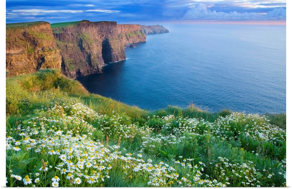 Summer Daisies Growing In Abundance On Cliffs Of Moher, County Clare, Ireland