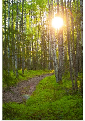 Sun Setting Behind Trees And Over A Path In Bicentennial Park, Alaska
