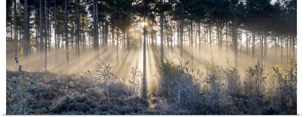 Sunbeams shine through trees to a frosty ground; Surrey, England.