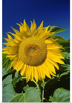 Sunflower Blossom, Altona, Manitoba, Canada