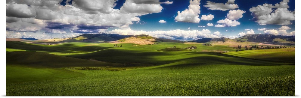 Sunlit Rolling Hills With Green Grain Fields And White Puffy Clouds, Palouse, Washington