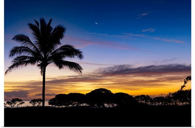 Sunrise And Silhouetted Palm Tree Along The Pacific Ocean, Kauai, Hawaii