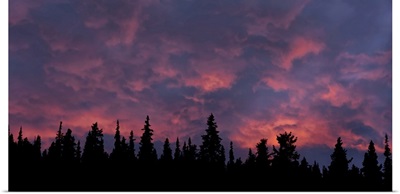 Sunset Illuminating The Clouds Above A Silhouetted Forest, Whitehorse, Yukon, Canada