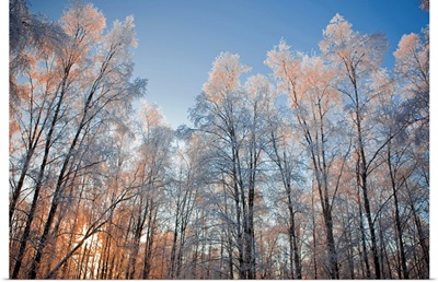 Sunset light shining through hoarfrost covered birch trees in Russian Jack Park