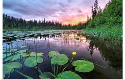 Sunset over an unnamed lake with water lilies along the Yellowhead Highway, Canada