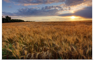 Sunset Over Field Of Ripe Barley, Alberta, Canada
