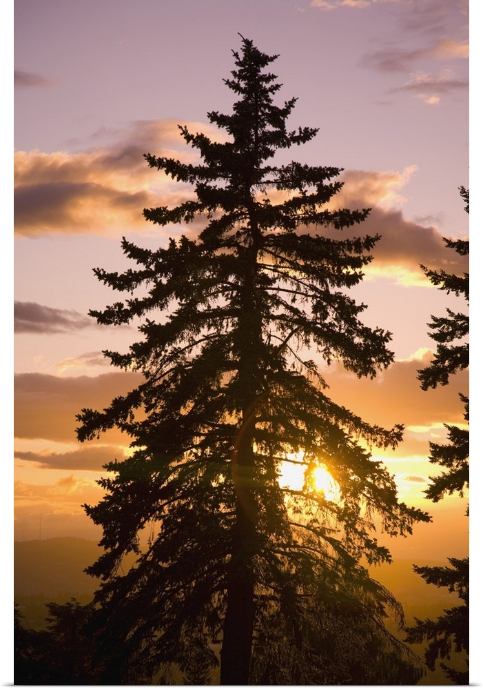 Sunset, Willamette Valley, Oregon, USA