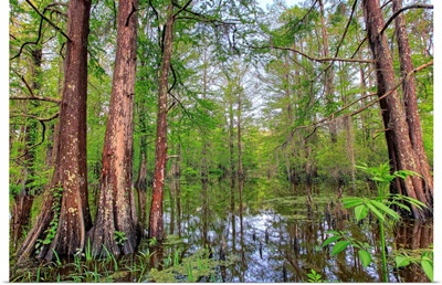 Swamp, Southern Louisiana, USA