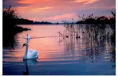 Swan at Sunset on Lough Leane, Killarney National Park, County Kerry, Ireland
