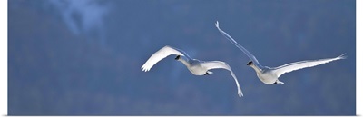 Swans Flying In Formation, Yukon, Canada