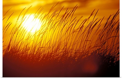 Tall Grass Backlit by Sunset