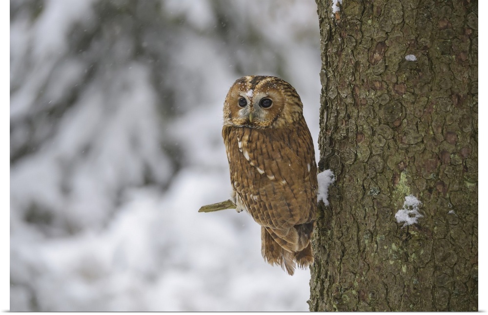 Tawny Owl, Strix aluco, in winter