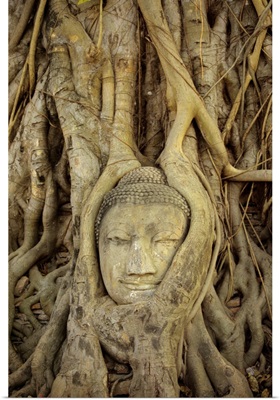 Thailand, Ayuthayai, Stone Buddha Head With Tree Roots Growing Over It